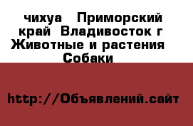  чихуа - Приморский край, Владивосток г. Животные и растения » Собаки   